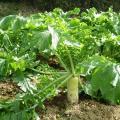 Χαρακτηριστικά της φροντίδας για ραπανάκι σε ανοιχτό έδαφος Καλλιέργεια ραπανάκι σε ανοιχτό έδαφος