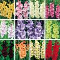 How and when to plant gladioli in open ground in spring