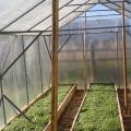 Příprava skleníku na novou sezónu na podzim: nejjednodušší a nejúčinnější opatření Jak připravit skleník po zimě