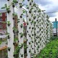 Závěsné záhony z pvc DIY zahrada Co lze vysadit na vertikálních záhonech