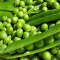 Harvest varieties of peas for open ground