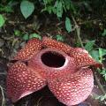 Λουλούδι Rafflesia.  Αναπτυσσόμενη ραφλέσια.  Τύποι και φροντίδα της rafflesia.  Rafflesia Arnoldi - το μεγαλύτερο λουλούδι στον κόσμο Περιγραφή Rafflesia Arnoldi