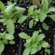 Verbena: φύτευση, φροντίδα και καλλιέργεια λουίζας από σπόρους στο σπίτι Πότε να φυτέψετε λουίζα