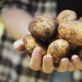 Kur mund të gërmoni patate të reja?