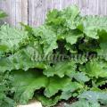 How to grow rhubarb from seeds at home