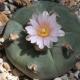 Peyote where.  Peyote cactus.  The most exotic plant.  Peyote cactus propagation
