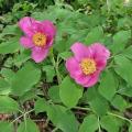 Tree peony (57 photos): what do you need to know about planting and caring for the plant?