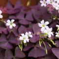Oxalis care at home, watering, replanting and propagation. Is it possible to plant sour oxalis in open ground?