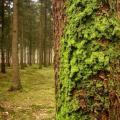 Which side does moss grow on trees?