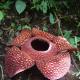 Lule Rafflesia.  Rafflesia në rritje.  Llojet dhe kujdesi i rafflesia.  Rafflesia Arnoldi - lule më e madhe në botë Përshkrimi Rafflesia Arnoldi