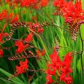 Japanilainen gladiolus montbrecia: istutus ja hoito avoimessa maassa Japanilaisen gladiolin istutus ja hoito syksyllä