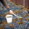 Ремонтантная клубника: посадка и уход, выращивание и болезни Нужно ли обрезать ремонтантную клубнику на зиму