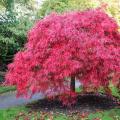 What Manchurian maple looks like at home Growing at home