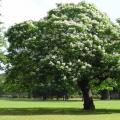 Экзотическое дерево катальпа: посадка и уход