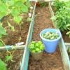 Правильное соседство овощных культур в теплице Что садить рядом с помидорами в теплице