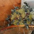 Как избавиться от муравьев на пионах: народные способы и химия для обработки Чем побрызгать пионы от муравьев