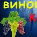 Виноград Кеша: опис сорту та фото Опис винограду Кеша