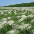 Vlastnosti rostliny péřové trávy a její fotografie
