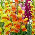 Гладиолусы – правильные подкормки для пышного цветения