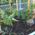 Milloin ja kuinka ruokkia tomaatteja kasvihuoneeseen istutuksen jälkeen?