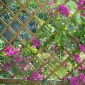 How to make a trellis at the dacha with your own hands How to make your own trellis for climbing plants
