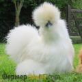 Китайска коприна: характеристики и характеристики Родната коприна може да се различи по пола на пилето