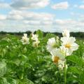 How to determine the timing of treatment of potato plots against late blight