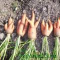 Секреты правильной уборки урожая моркови Морковь стала мокрой в земле