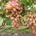 Varietetet më të mira të rrushit për parcelat shtëpiake dhe vilat verore në Kazakistan