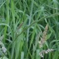 Jak pozbyć się pełzającej trawy pszenicznej delikatnymi i radykalnymi metodami