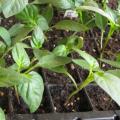 Pěstování zdravých sazenic sladké papriky