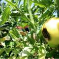 Почему чернеют зеленые помидоры